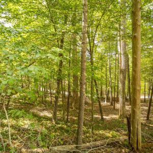 13-LOT 0 Willow Branch Rd_13