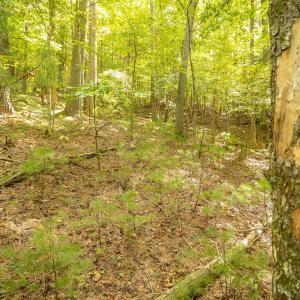 15-LOT 0 Willow Branch Rd_15