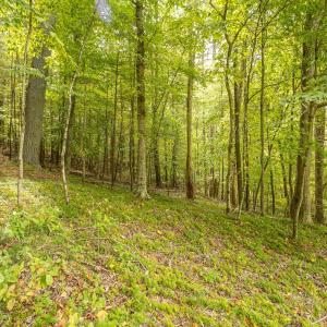 17-LOT 0 Willow Branch Rd_17