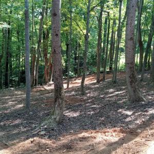 trees 1