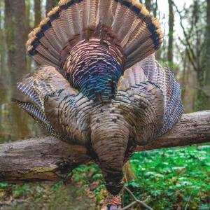 THT--_DSC8783-HDR-turkey