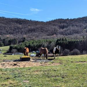 PXL_20241113_173649575~2