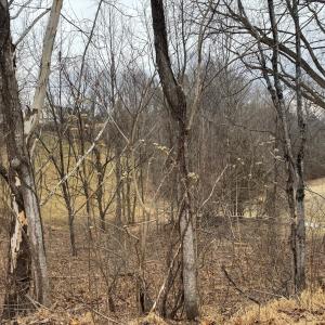 Wooded lot