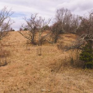 DJI_20260304115959_0544_D