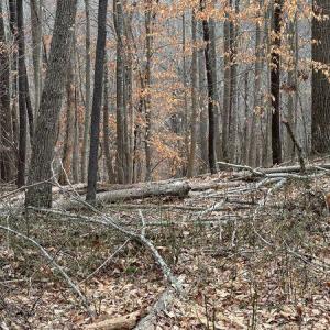 Prillaman Switch Majestic Woods