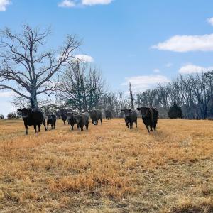 2359 Sago Rd - 98ac Farm