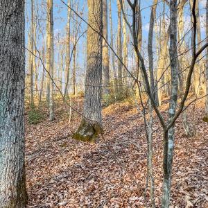 2359 Sago Rd - 98ac Farm