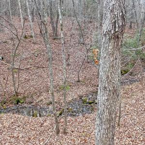 2359 Sago Rd - 98ac Farm