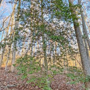 2359 Sago Rd - 98ac Farm