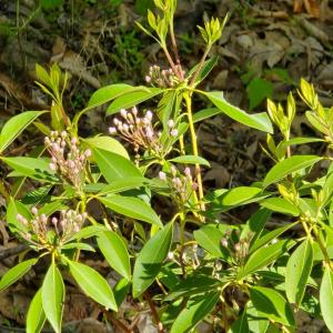 lOT 94 WILDFLOWERS 3