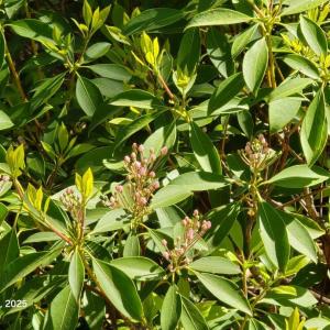 LOT 94 WILDFLOWERS 2