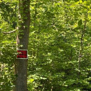 Photo #5 of KOVI RIDGE TRL, REVA, VA 10.3 acres