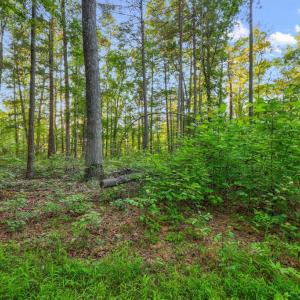 Photo #20 of KOVI RIDGE TRL, REVA, VA 10.3 acres