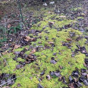 20210127195441711197000000-o