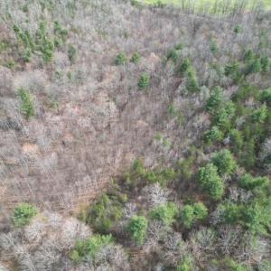 Wooded Acreage