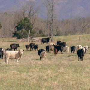 Rice cattle