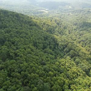 Wooded Acreage