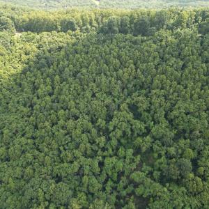 Wooded Tracts