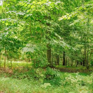 15-250 Montilago Dr_15