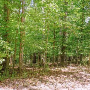 19-250 Montilago Dr_19