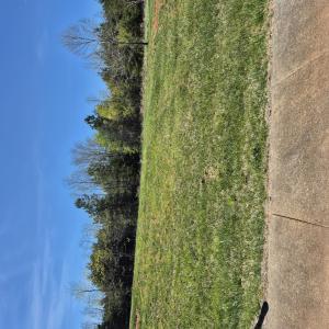 Level Building Lot