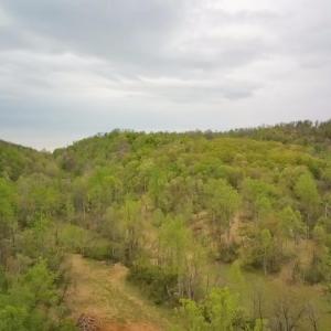abundant woodlands