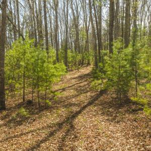 DJI_20260418152320_0476_D