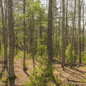 DJI_20260418152439_0480_D