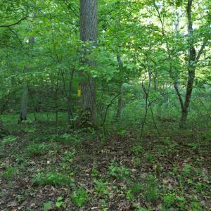 DJI_0486
