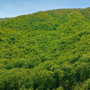 03-Otter Mountain Drive-2