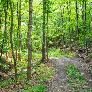 49_adventure_mountain_rd-41