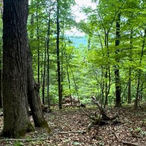 land for sale in shawsville va 21