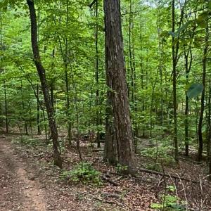 land for sale in shawsville va 22 (1)