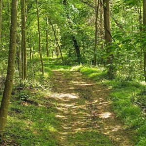 Photo #5 of JORDAN HOLLOW RD, STANLEY, VA 56.6 acres