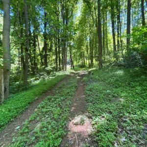 Photo #8 of JORDAN HOLLOW RD, STANLEY, VA 56.6 acres