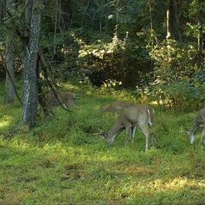 Photo #21 of JORDAN HOLLOW RD, STANLEY, VA 56.6 acres