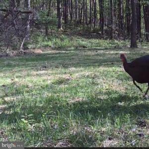Photo #23 of JORDAN HOLLOW RD, STANLEY, VA 56.6 acres