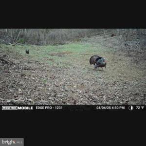 Photo #22 of JORDAN HOLLOW RD, STANLEY, VA 56.6 acres