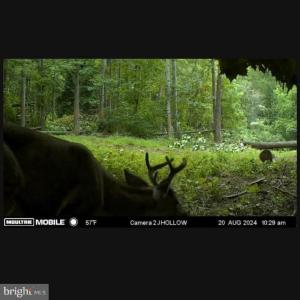 Photo #24 of JORDAN HOLLOW RD, STANLEY, VA 56.6 acres