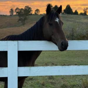 horse