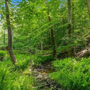 Photo #9 of CASTLE ROCK LN, CASTLETON, VA 25.1 acres