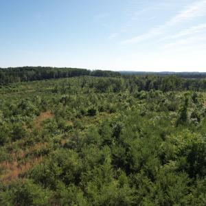 DJI_0533