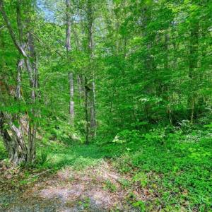Photo #16 of 14584 CROSS COUNTY RD, MINERAL, VA 78.8 acres