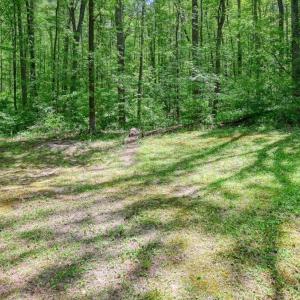 Photo #27 of 14584 CROSS COUNTY RD, MINERAL, VA 78.8 acres