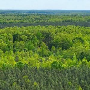 Photo #32 of 14584 CROSS COUNTY RD, MINERAL, VA 78.8 acres