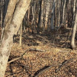 Lot 26 Poplar Dr.