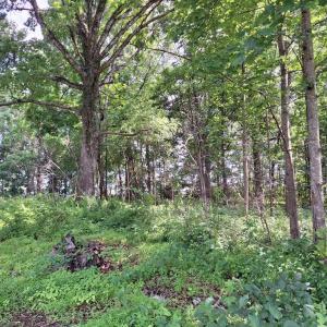 Photo #10 of 9499 OLD WATERLOO RD, WARRENTON, VA 5.5 acres