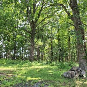 Photo #11 of 9499 OLD WATERLOO RD, WARRENTON, VA 5.5 acres