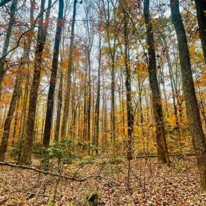 Photo #8 of 8704 MILLWOOD DR, SPOTSYLVANIA, VA 4.9 acres