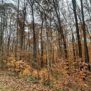Photo #10 of 8704 MILLWOOD DR, SPOTSYLVANIA, VA 4.9 acres